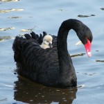 BlackSwan